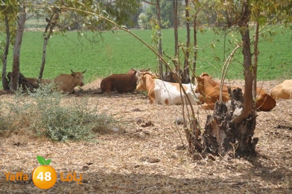 re7la shabab 0601 (45).JPG